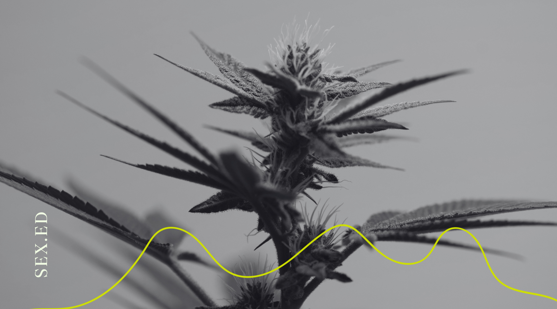 Maconha e Orgasmo dão match?